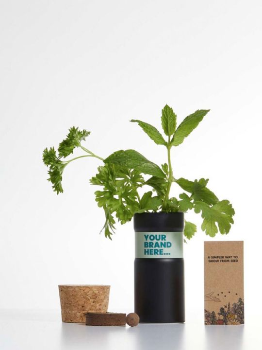 GIARDINO DA SCRIVANIA