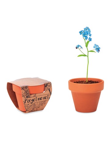 FLOWER POT FORGET-ME-NOT